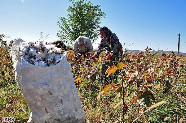 برداشت پنبه از مزرعه روستای جعفر قلی اوشاقی در آذربایجان شرقی