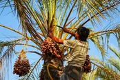 عکس: بوشهر در تکاپوی برداشتِ طلای سیاه