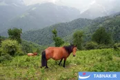 عکس: ماسال؛ نگین سبز گیلان و سرزمین آبشارها