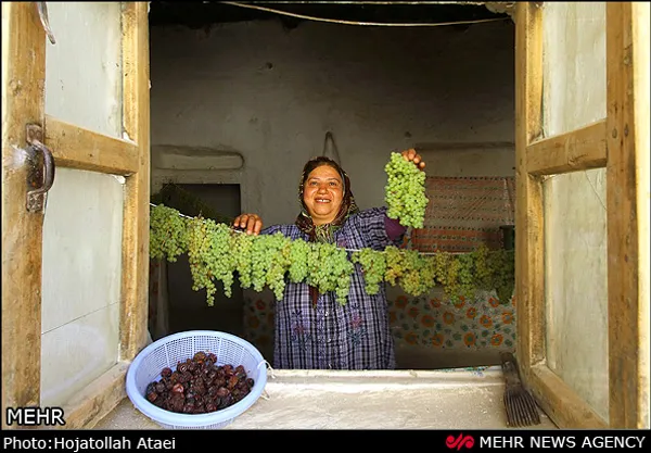 خشک کردن انگور