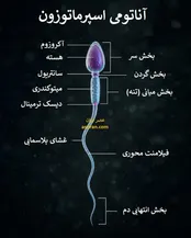 اینفوگرافیک: ساختار و وظایف سلول جنسی نر