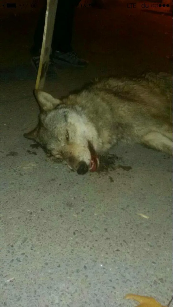 تابناک