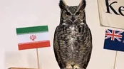 پیش‌بینی جغد معروف از نتیجه ایران‌ و نیوزیلند