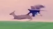 شکار آهو توسط عقاب دست‌آموز