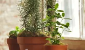 سه گیاهی که باید در هر خانه ای پرورش داده شوند