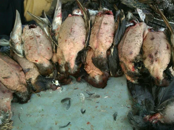 تابناک