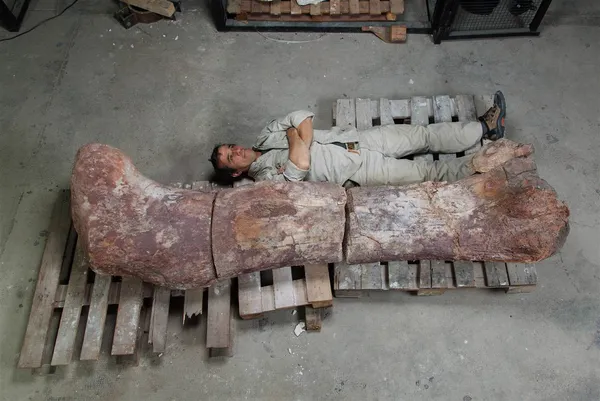 پژوهشگران در آرژانتین استخوان&zwnj;هایی را پیدا کرده اند که می&zwnj;گویند متعلق به بزرگ&zwnj;ترین دایناسور دنیاست. برآورد شده که این موجود ۷۷ تن وزن داشته - (هم&zwnj;وزن چهارده فیل) و ۲۰ متر قد/NBC
