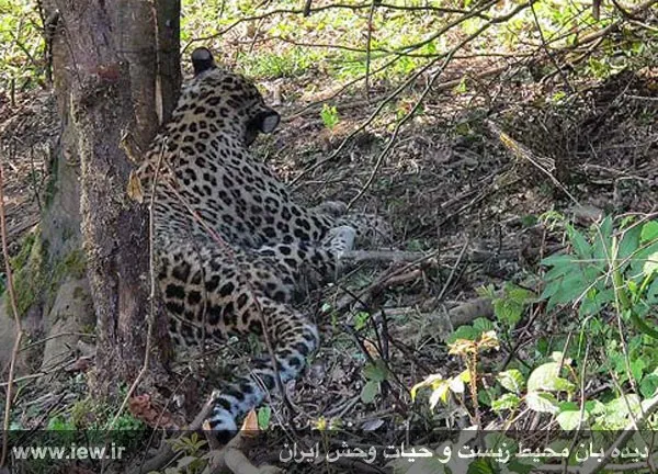 پلنگ گرفتار در تله سیمی کشاورزان روستای موشا در سیاهکل