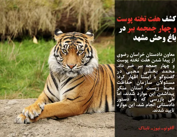 معاون دادستان خراسان رضوی از پیدا شدن هفت تخته پوست و چهار جمجه ببر خبر داد. محمد بخشی محبی در گفت&zwnj;وگو با ایسنا اظهار کرد: مسئولان سازمان حفاظت محیط زیست استان منکر پیداشدن این موارد شدند، اما طی بازرسی که به دستور دادستانی انجام شد، این موارد تایید شدند.
