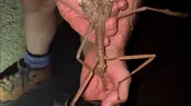 تصاویر سوسکی به طول 40 سانتی‌متر!