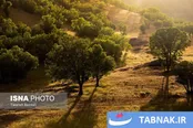 جنگل‌های بلوط لرستان