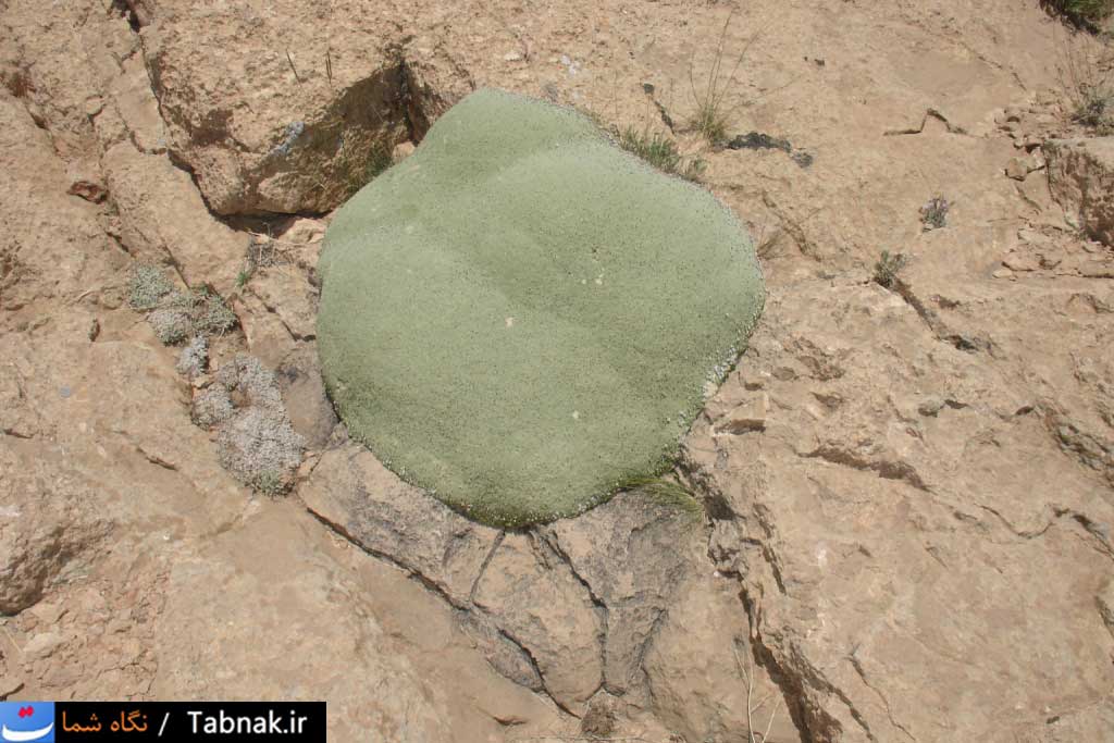 تابناک
