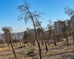 خشکسالی خاموش در قلب فضای سبز منطقه ۲۲ +تصاویر
