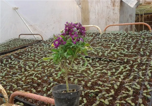 کار آفرین کشاورزی 