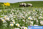 جنگل فندقلو، دشت گل‌های بابونه