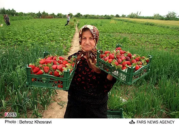 برداشت توت فرنگی در بهنمیر استان مازندران