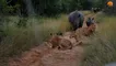قدرت نمایی کرگدن برای ده شیر را ببینید