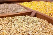 شهریور ماه؛ طوفان کمبود نهاده در کمین تولیدکنندگان /چه کسانی از سهمیه‌های آتی سود می‌برند؟