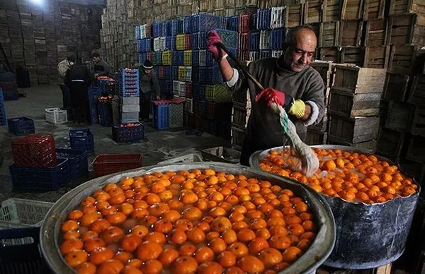 امسال در باغات مازندران بیش از یک میلیون و سیصد هزار تن مرکبات برداشت شده و برای عید ذخیره&zwnj;سازی می&zwnj;شود تا مشکلی در عرضه آن وجود نداشته باشد./FNA
