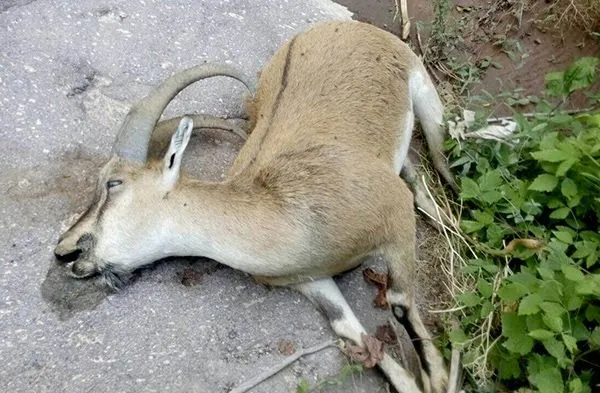 تابناک.