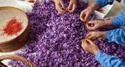 جهش ژنتیکی باستانی که منجر به زعفران شد