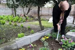 بانوی شالیکار