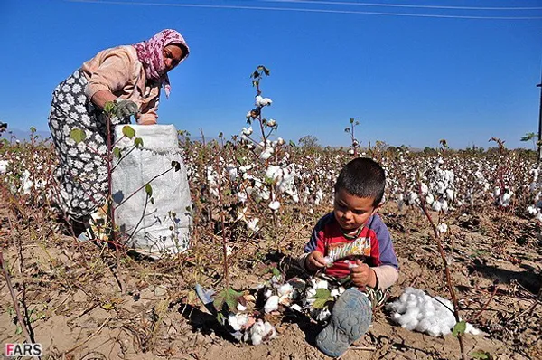 کودک کشاورز - برداشت پنبه از مزرعه در روستای جعفر قلی اوشاقی در آذربایجان شرقی
