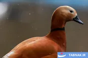 عکس: باغ پرندگان