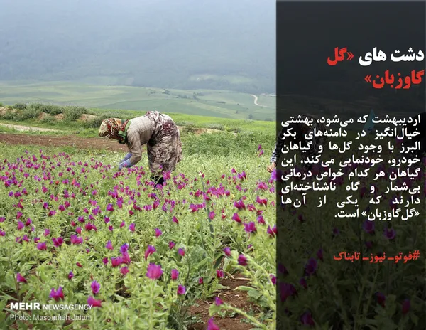 اردیبهشت که می&zwnj;شود، بهشتی خیال&zwnj;انگیز در دامنه&zwnj;های بکر البرز با وجود گل&zwnj;ها و گیاهان خودرو، خودنمایی می&zwnj;کند، این گیاهان هر کدام خواص درمانی بی&zwnj;شمار و گاه ناشناخته&zwnj;ای دارند که یکی از آن&zwnj;ها &laquo;گل&zwnj;گاوزبان&raquo; است.

