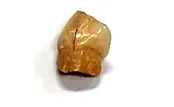 رضا امیرخانی: زبان فارسی در خطر است