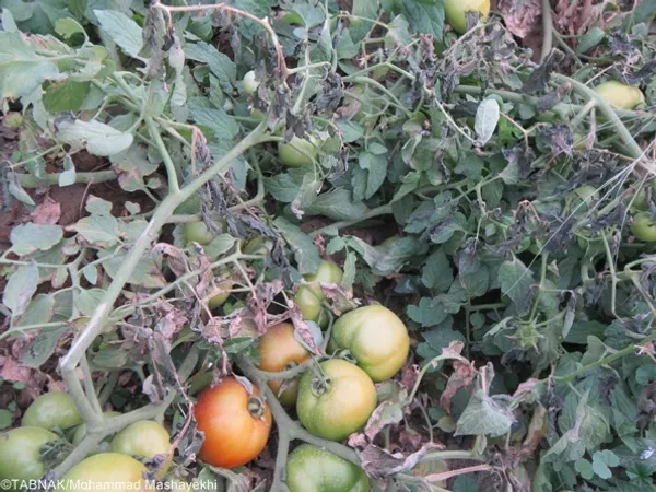 سرما زدگی و از بین رفتن گوجه فرنگی