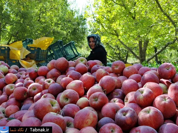 تابناک
