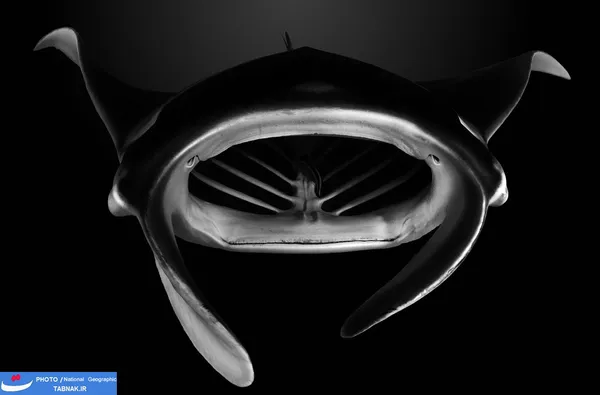مانتا-آرت ؛ توآموتو آرچیپلاگو؛ پلینزی فرانسه؛ عکاس: Vincent Truchet
شرح عکس: &laquo;Alfredi manta ray&raquo; (نام یک سفره دریایی ساکن در اقیانوس اطلس و پاسیفیک) نزدیک من آمد و با دهان باز خود محدوده خاموش مرکز جزیره تیکهآو را تصفیه می کند.

