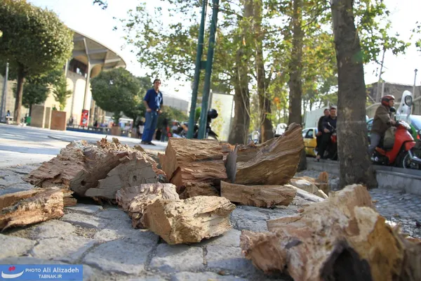 برچیدن بقایای بجای مانده از کنده درخت و احتمالاً آجر چینی بر روی آن در روزهای آینده