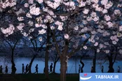 عکس: بهارِ دیدنی در سراسر جهان؛ جشن رنگ‌ها زیر آسمان زمین