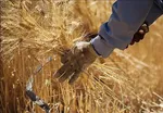 تامین 22 همت برای پرداخت مطالبات گندمکاران/ گندم صنف و صنعت باید گران‌تر از گندم نانوایی باشد