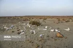 تابناک.