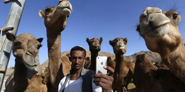 عکس سلفی شتربان با شترهایش در طائف./REUTERS