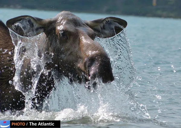  Cathy Parsons/National Geographic Photo Contest