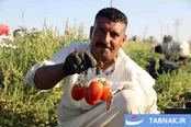عکس: برداشت گوجه‌فرنگی در بغداد، پایتخت عراق