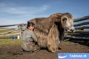 عکس: تغییرات اقلیمی در شمال مغولستان