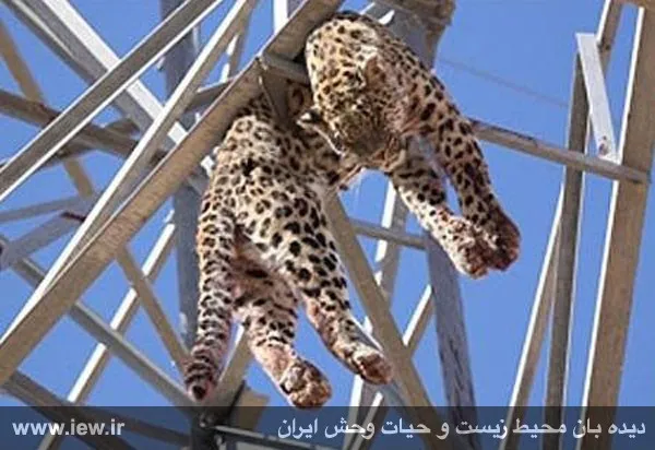 شلیک به پلنگی که در تربت جام از ترس به بالای دکل برق پناه برده بود