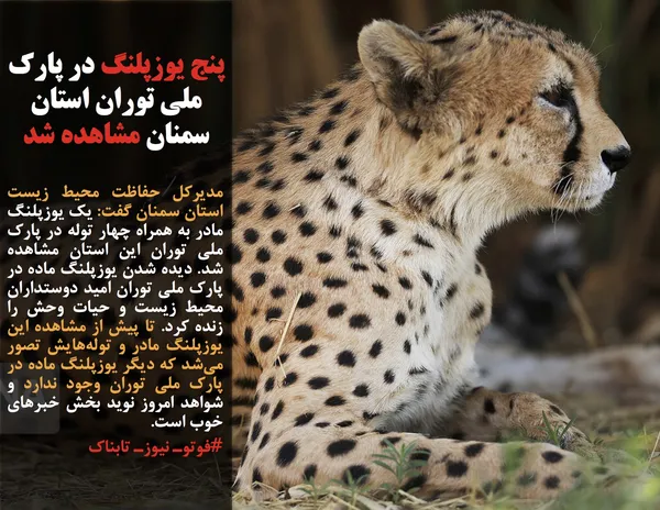 مدیرکل حفاظت محیط زیست استان سمنان گفت: یک یوزپلنگ مادر به همراه چهار توله در پارک ملی توران این استان مشاهده شد. دیده شدن یوزپلنگ ماده در پارک ملی توران امید دوستداران محیط زیست و حیات وحش را زنده کرد. تا پیش از مشاهده این یوزپلنگ مادر و توله&zwnj;هایش تصور می&zwnj;شد که دیگر یوزپلنگ ماده در پارک ملی توران وجود ندارد و شواهد امروز نوید بخش خبرهای خوب است.
