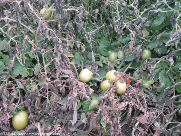 از بین رفتن گوجه فرنگی به دلیل سرمازدگی