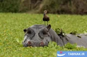 لحظه ‌هایی بکر از حیات وحش در دل طبیعت
