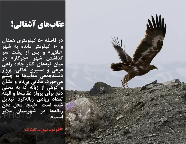 در فاصله ۵۰ کیلومتری همدان و ۱۰ کیلومتر مانده به شهر &laquo;ملایر&raquo; و پس از پشت سر گذاشتن شهر &laquo;جوکار&raquo; در میان تپه&zwnj;های کنار جاده راهی فرعی و مسیری خاکی، پرواز دسته&zwnj;جمعی عقاب&zwnj;ها به چشم می&zwnj;خورد. مکانی بی&zwnj;نام و نشان و کوهی از زباله که به محلی دنج برای پرواز عقاب&zwnj;ها و البته تعداد زیادی زباله&zwnj;گرد تبدیل شده است. &laquo;اینجا محل دفن زباله&zwnj;ها در شهرستان ملایر است&raquo;. به گفته معاون فرماندار ملایر، محل دفن زباله در شهر ملایر استاندارد وجود ندارد و روستاهای اطراف در این زمینه اظهار نارضایتی دارند؛ بنابراین باید روند مکان&zwnj;گُزینی و دفن بهداشتی و استانداردسازی زباله&zwnj;های شهر ملایر سرعت گیرد. در ناحیه فعلی به علت منابع غذایی و کثرت جوندگان، با عقاب&zwnj;های دشتی مواجه هستیم و امکان تغییر زیست&zwnj;بوم عقاب&zwnj;ها وجود ندارد اما با تغییر سایت پسماند ملایر، می&zwnj;توان شاهد بهبود زیست&zwnj;بوم عقاب&zwnj;ها بود.

