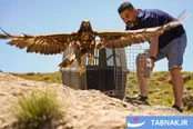 عکس: رهاسازی روباه‌ها و پرندگان شکاری درمان‌شده در طبیعت البرز