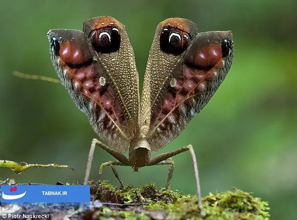 سنجاقک platycypha