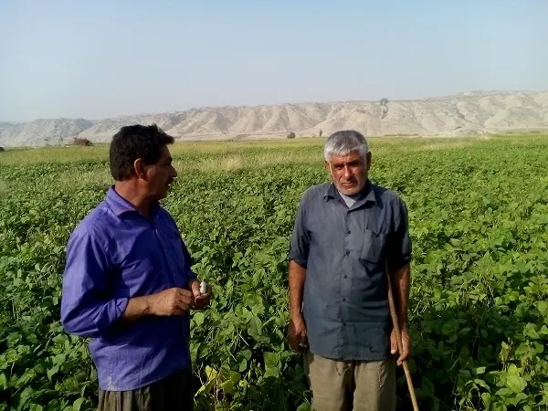 کشاورزی