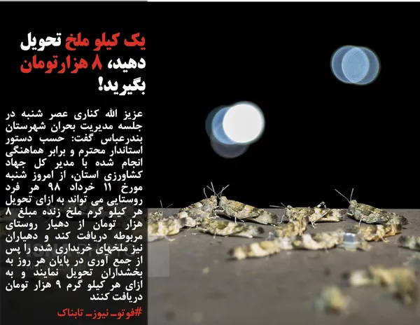 عزیز الله کناری عصر شنبه در جلسه مدیریت بحران شهرستان بندرعباس گفت: حسب دستور استاندار محترم و برابر هماهنگی انجام شده با مدیر کل جهاد کشاورزی استان، از امروز شنبه مورخ ۱۱ خرداد ۹۸ هر فرد روستایی می تواند به ازای تحویل هر کیلو گرم ملخ زنده مبلغ ٨ هزار تومان از دهیار روستای مربوطه دریافت کند و دهیاران نیز ملخهای خریداری شده را پس از جمع آوری در پایان هر روز به بخشداران تحویل نمایند و به ازای هر کیلو گرم ٩ هزار تومان دریافت کنند
